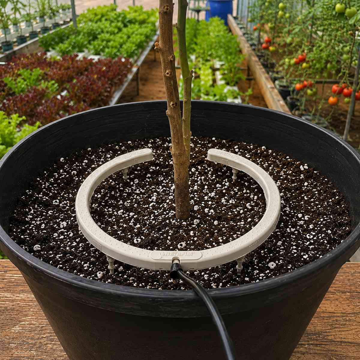 Arco Gotejador 25cm 8 Saídas Netbow
